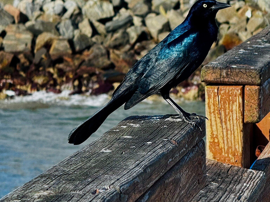 St. Simons Island-圣西蒙斯岛必去景点