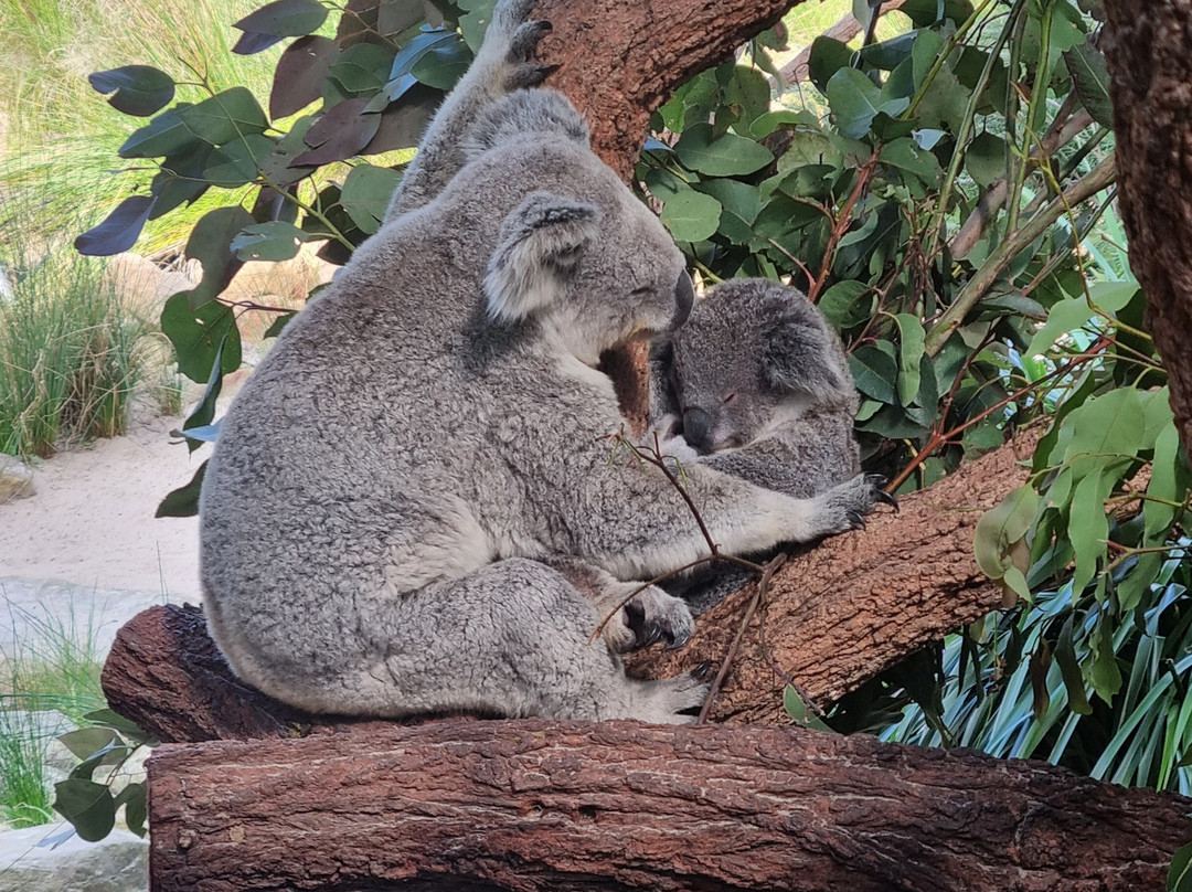 Symbio Wildlife Park-海伦斯堡必去景点