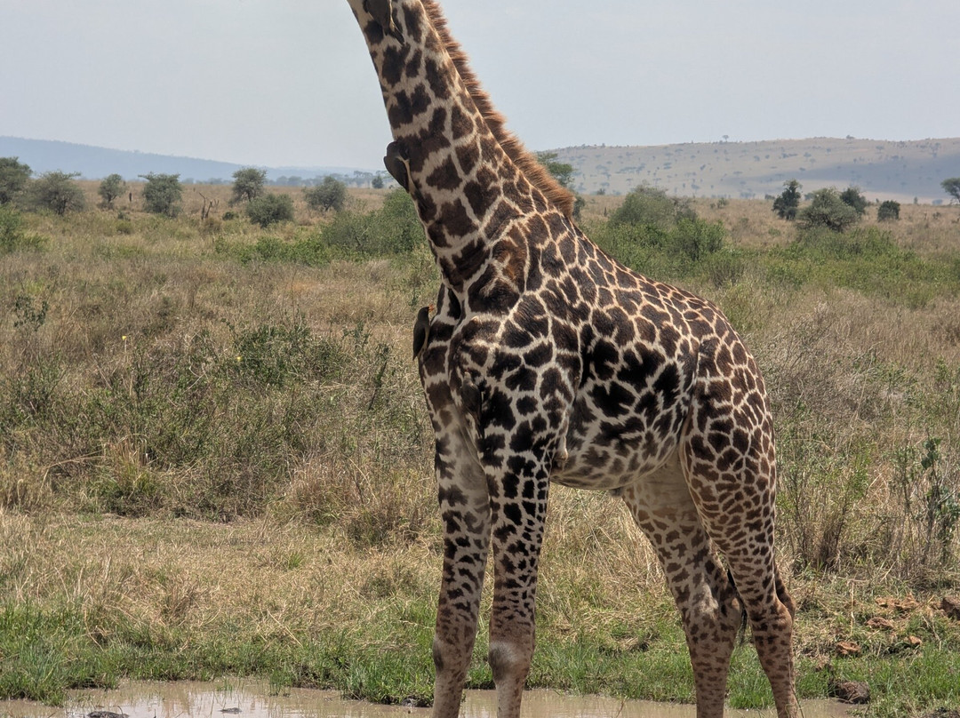 Brilliant Adventures & Safaris-阿鲁沙必去景点