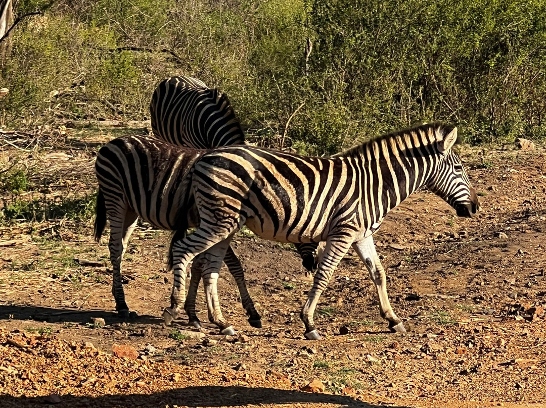 MoAfrika Tours-约翰内斯堡必去景点