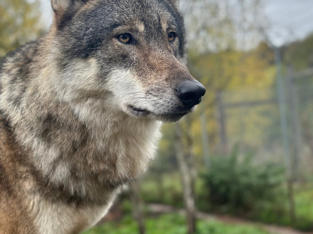 Wolves Of Wiltshire-埃文河畔布德拉夫必去景点