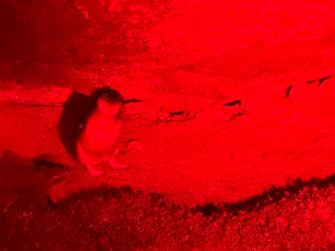 Penneshaw Penguin Centre-Penneshaw必去景点