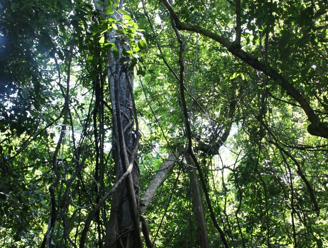 Kaya Kinondo Sacred Forest-迪亚尼必去景点