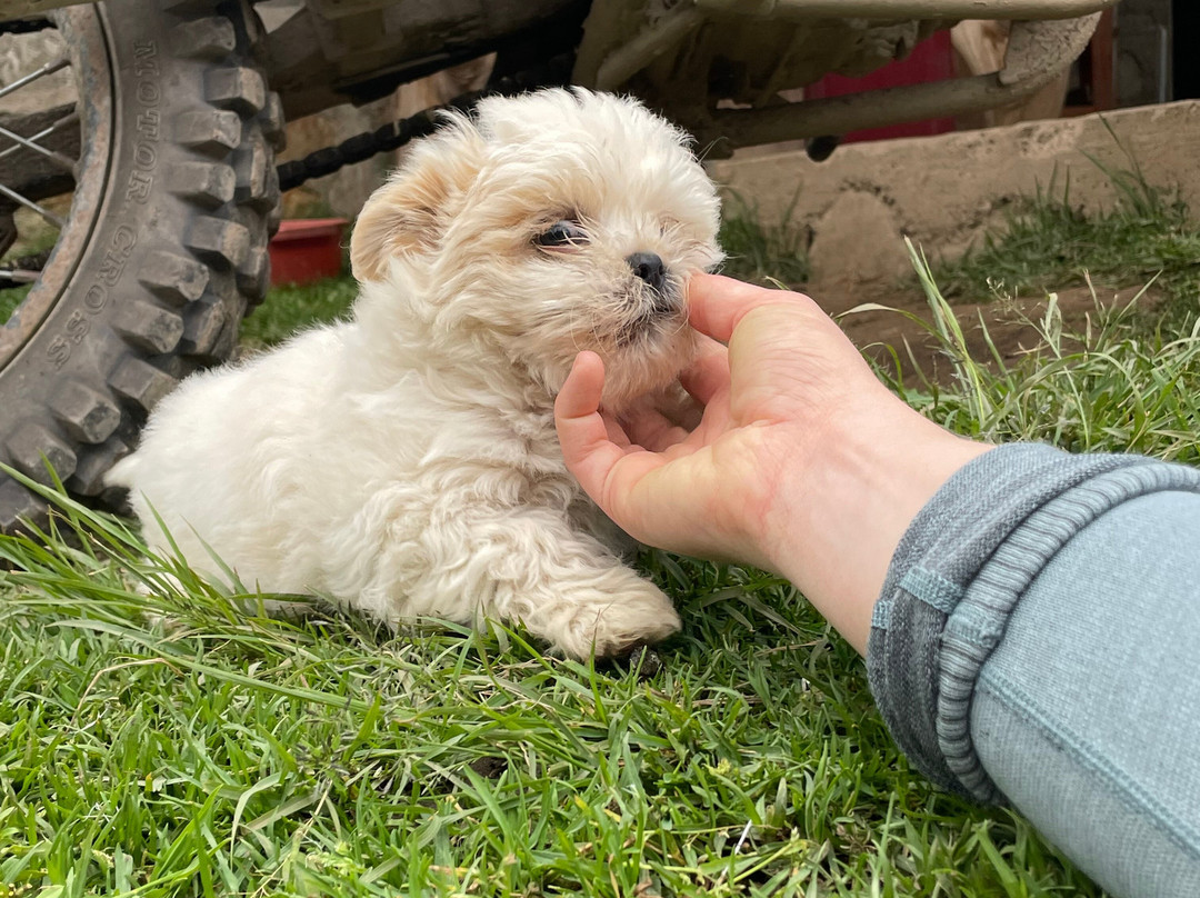 SAM Travel Peru-库斯科必去景点