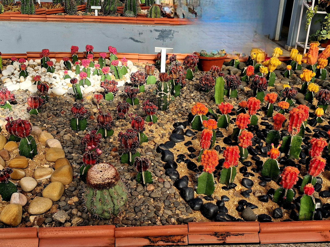 Cactus Garden-Kevadia必去景点