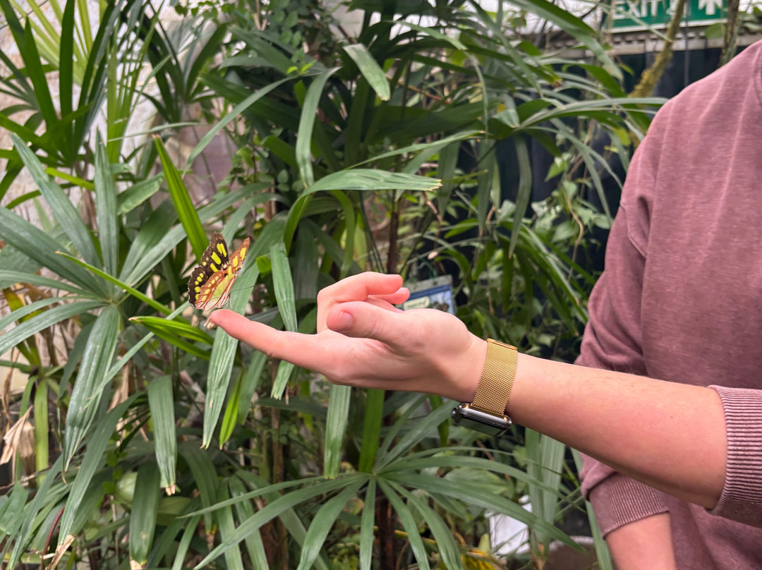 Magic of Life Butterfly House-Cwmbrwyno必去景点