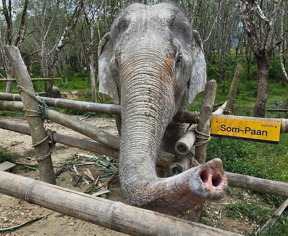 Khaolak Ethical Elephant Sanctuary-拉克山必去景点
