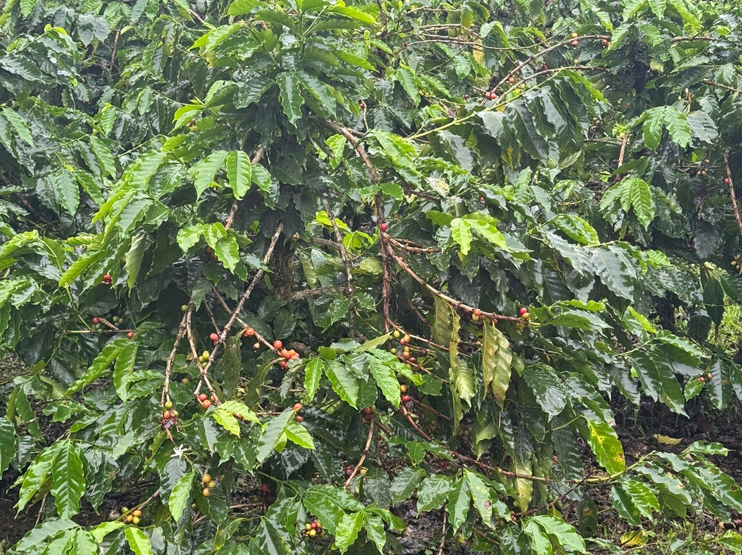 North Fields Coffee And Chocolate Tours-福德圣卡洛斯必去景点