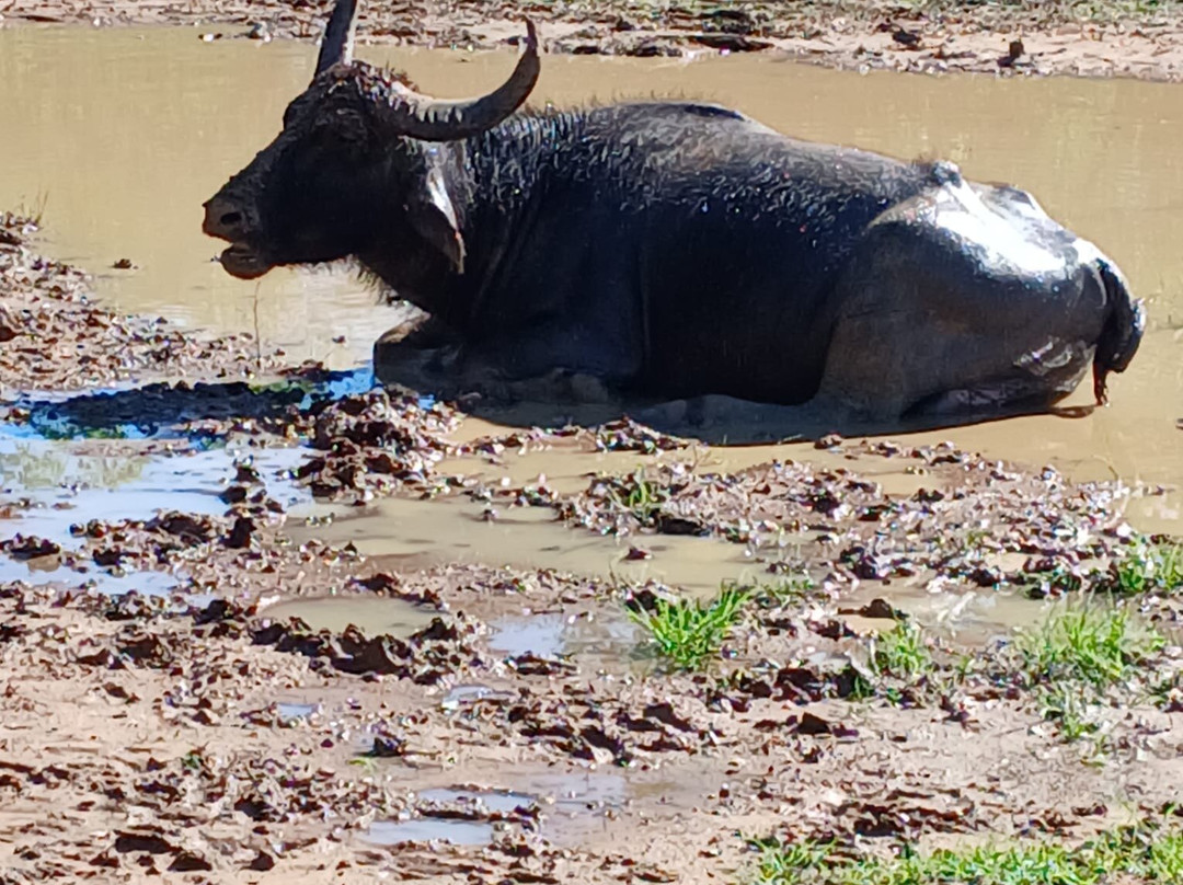 Capital Lanka Tours-科伦坡必去景点