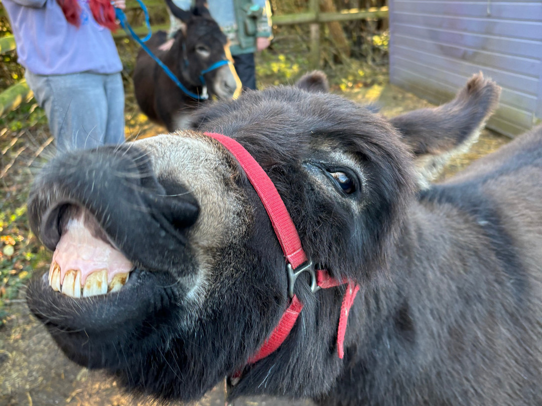 Huckleberry Woods-Faversham必去景点