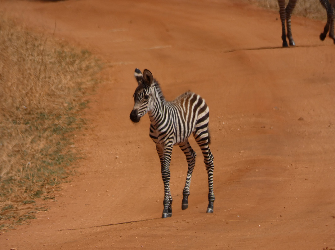 Ajabu Adventures Ltd - Day Tours-阿鲁沙必去景点