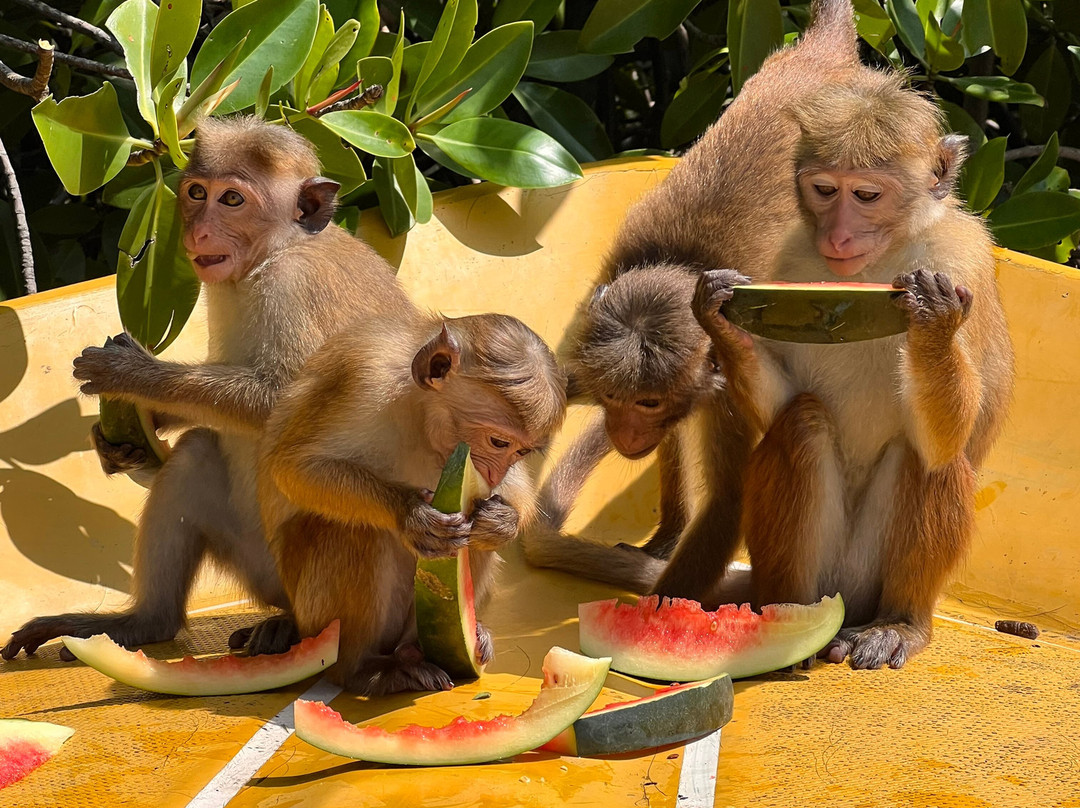 Sri Lanka Chauffeur-尼甘布必去景点