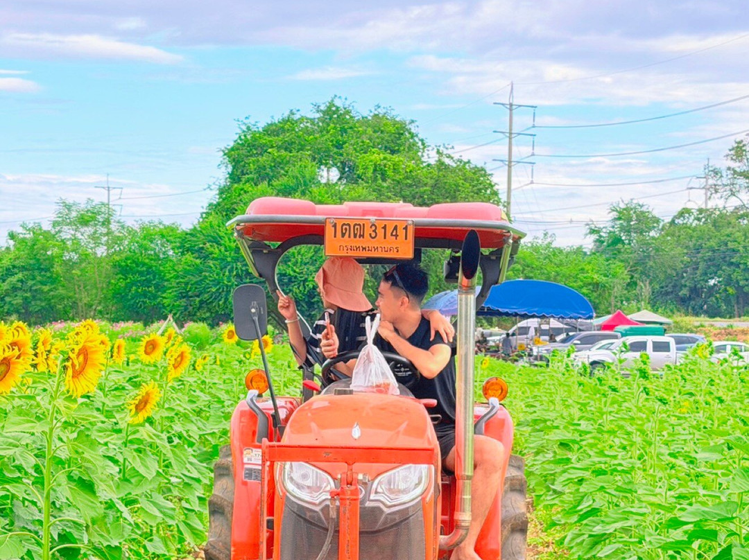 Sunflower Field-帕他那尼空必去景点