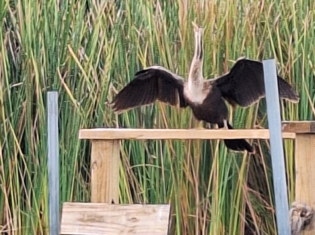 Swamp Fever Airboat Adventures-Lake Panasoffkee必去景点