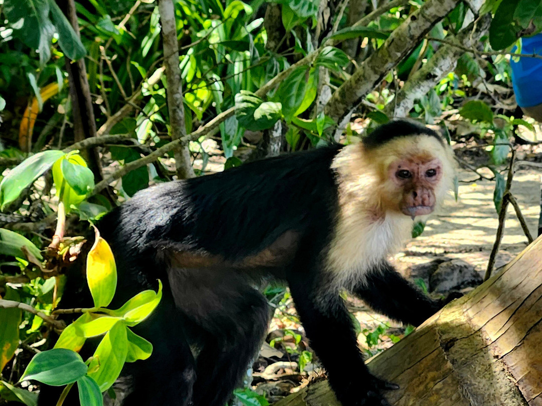 Pacific Trade Winds-Nuevo Arenal必去景点