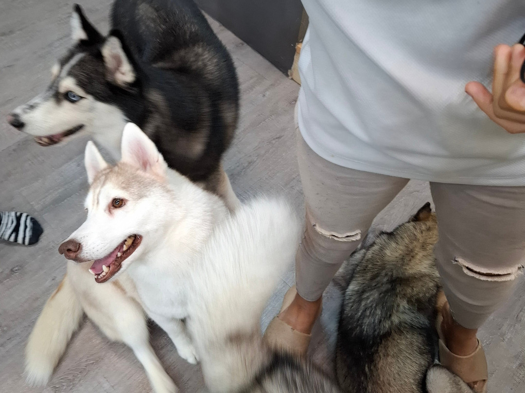 Hahahusky-马六甲必去景点