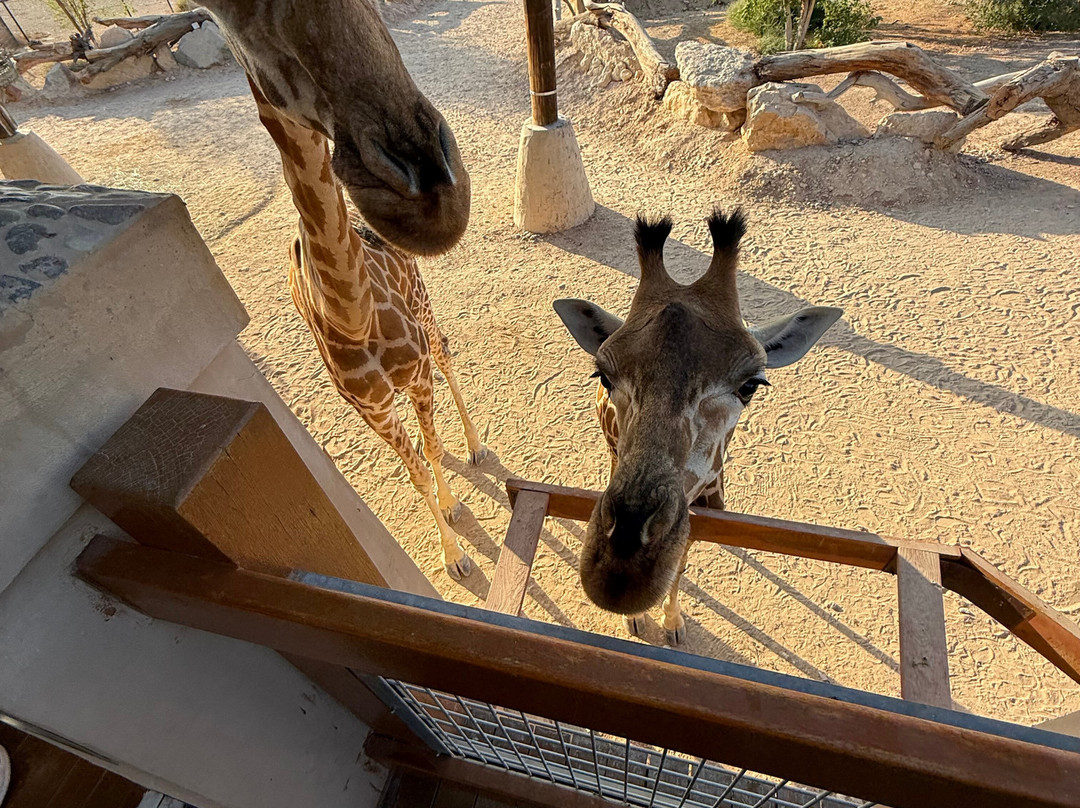 Al Ain Zoo 2017 2018 2019-艾因市必去景点