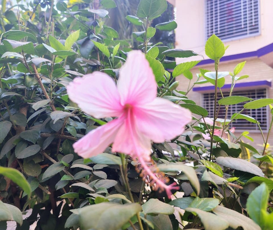 Om Shanti Beach Resort主图