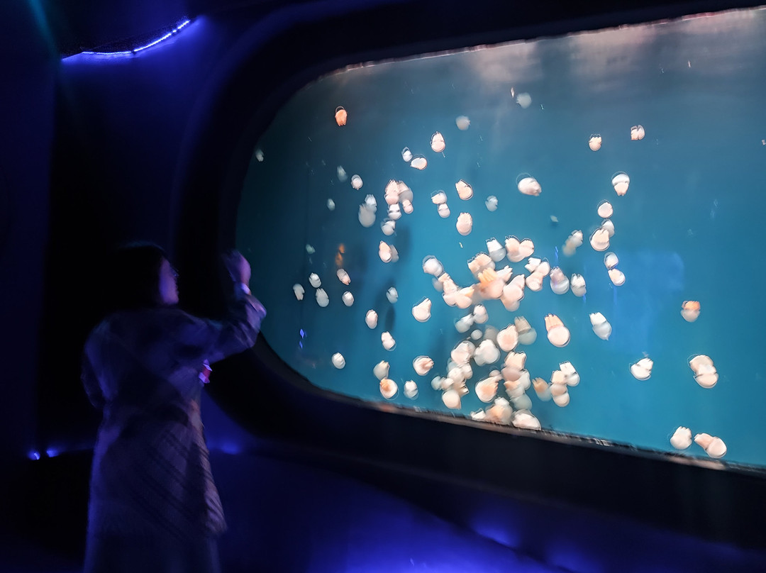 Jakarta Aquarium & Safari-雅加达必去景点