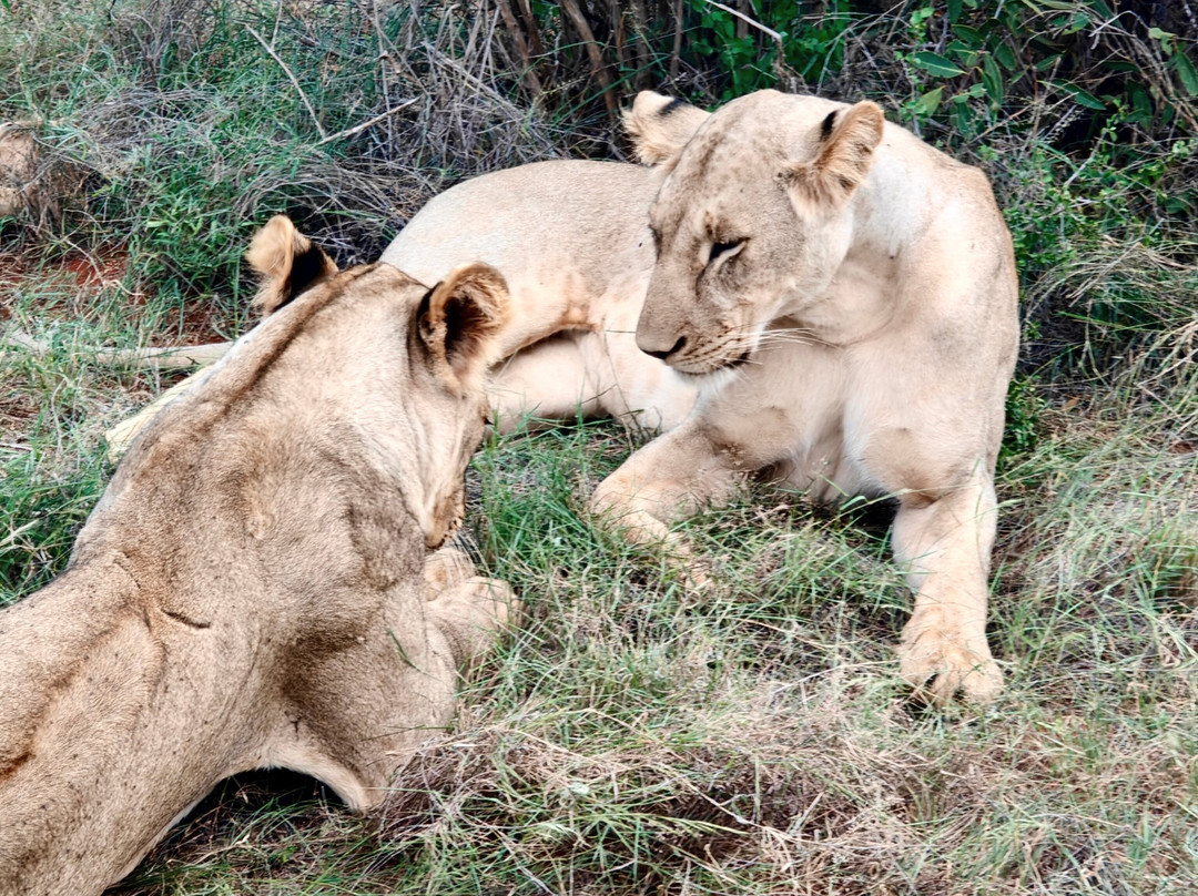 In Kenya con Alessandro - Day Tours-瓦塔木必去景点