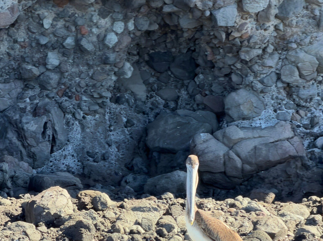 The Cortez Club-拉巴斯必去景点