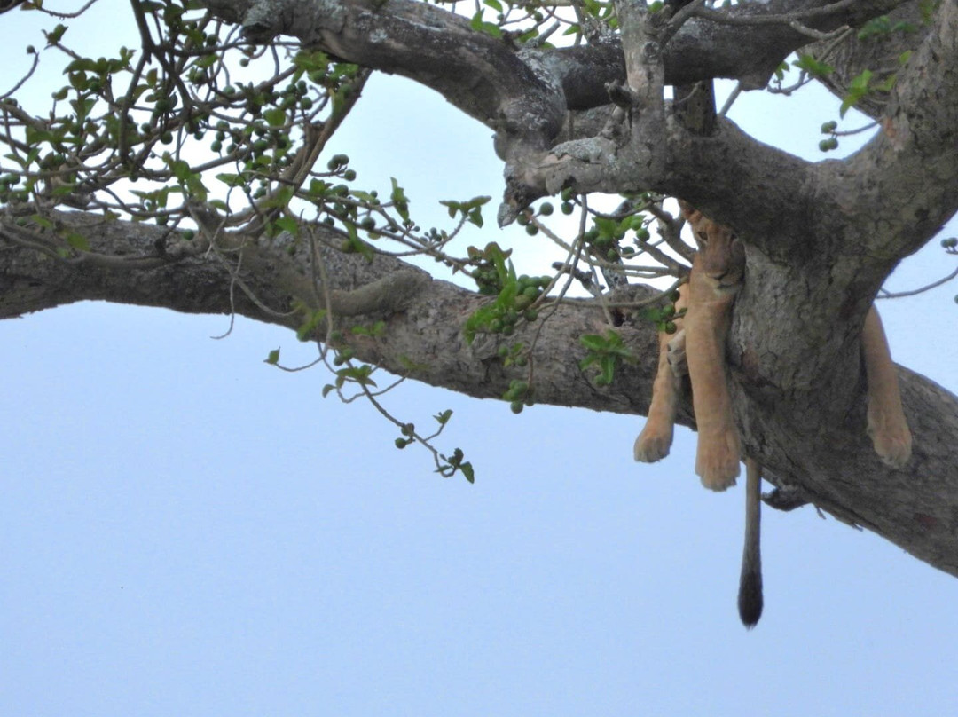 Kigezi Vima Safaris-Kibale National Park必去景点