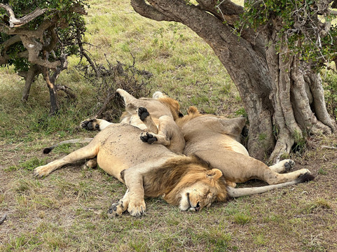 Holaa Safari Kenya-蒙巴萨必去景点