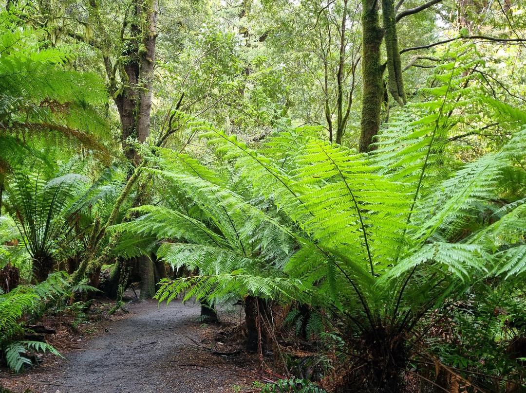 梅茨雷斯特热带雨林-阿波罗湾必去景点