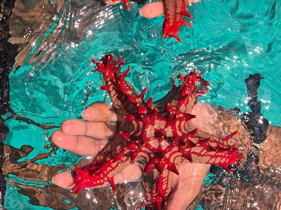 Mason's Travel-维多利亚必去景点