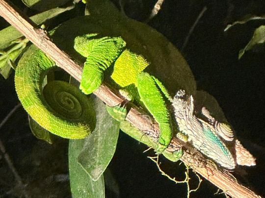 Viro Nomads Travel Co.-Ranomafana必去景点