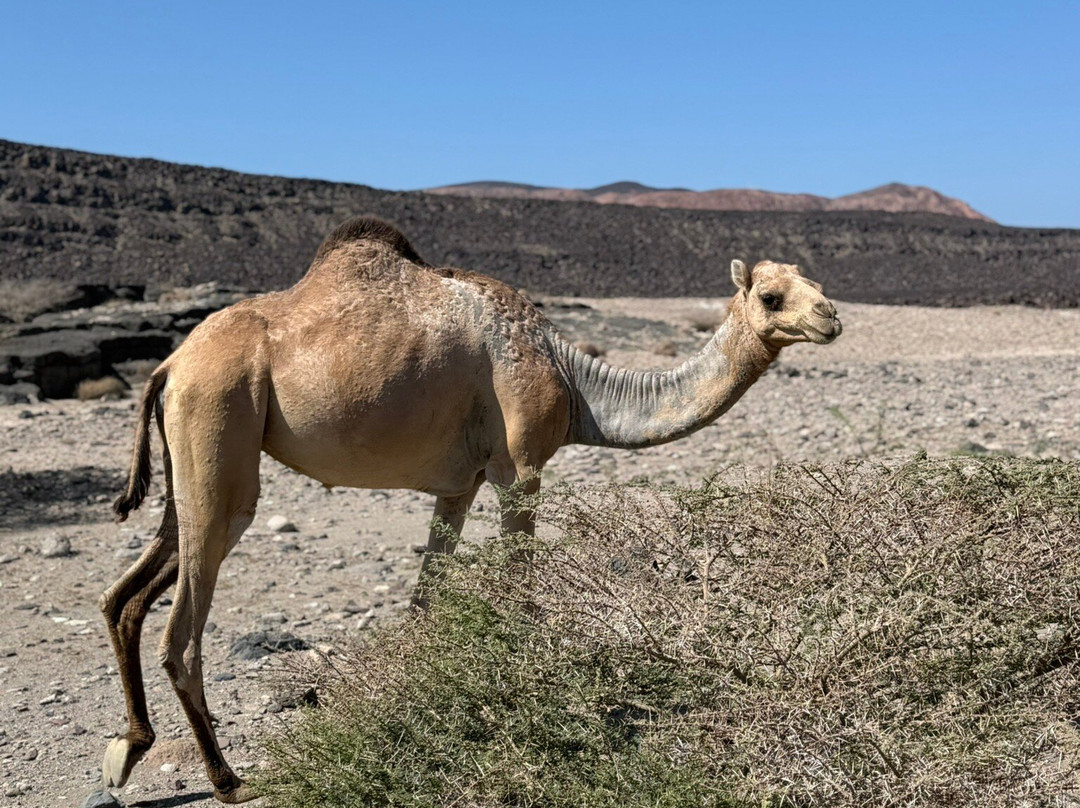 Djibouti Adventure-吉布地必去景点