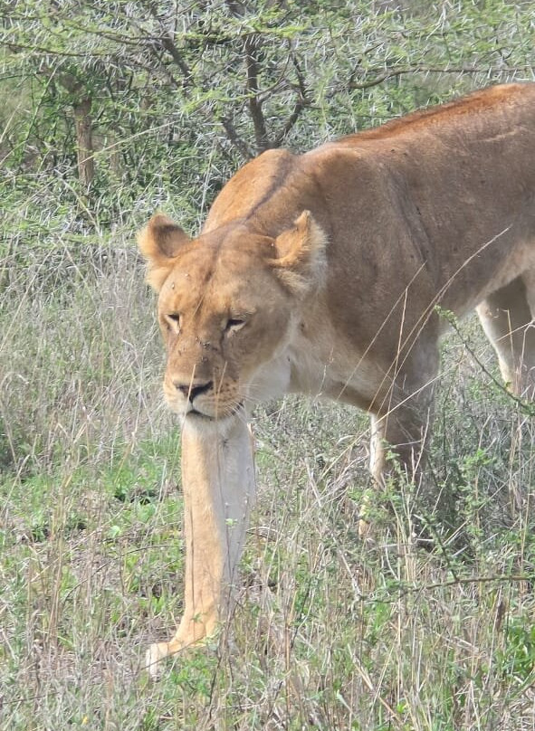 Sero Tented Camp-Seronera必去景点