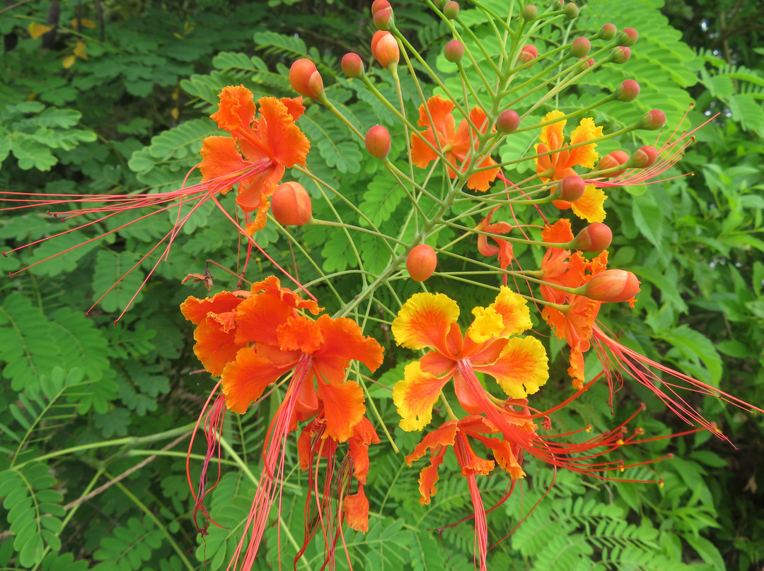 Biomuseo-巴拿马城必去景点