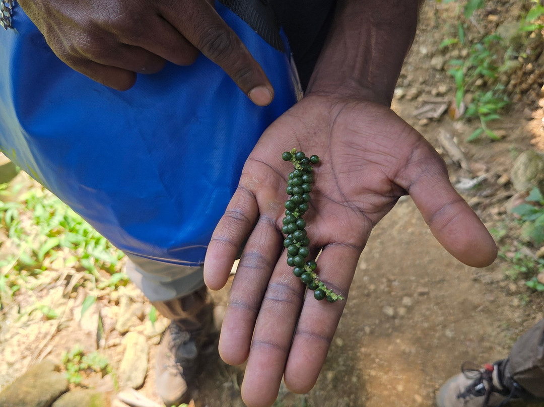 Knuckles Trail Blazers-Kandy District必去景点