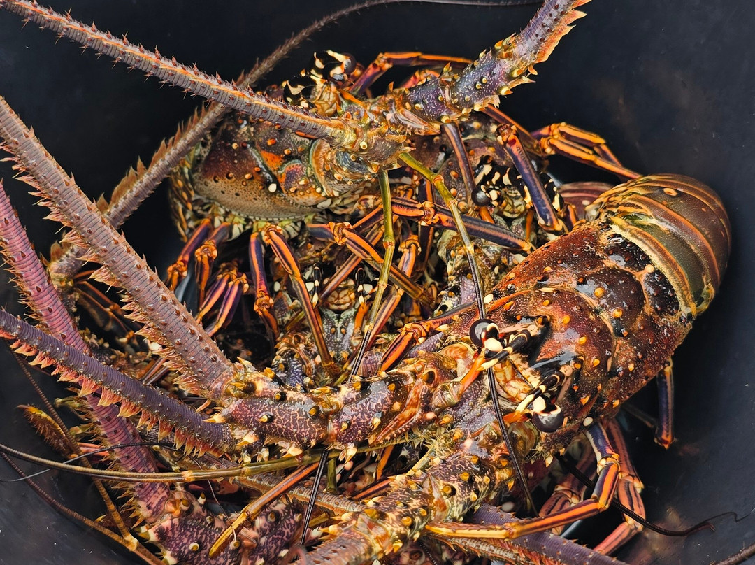 Sail Boat Trips & San Blas Catamarans-Carti Tupile必去景点