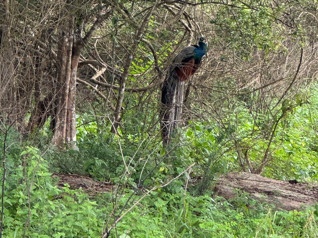 Safari With Asanka-锡吉里亚必去景点