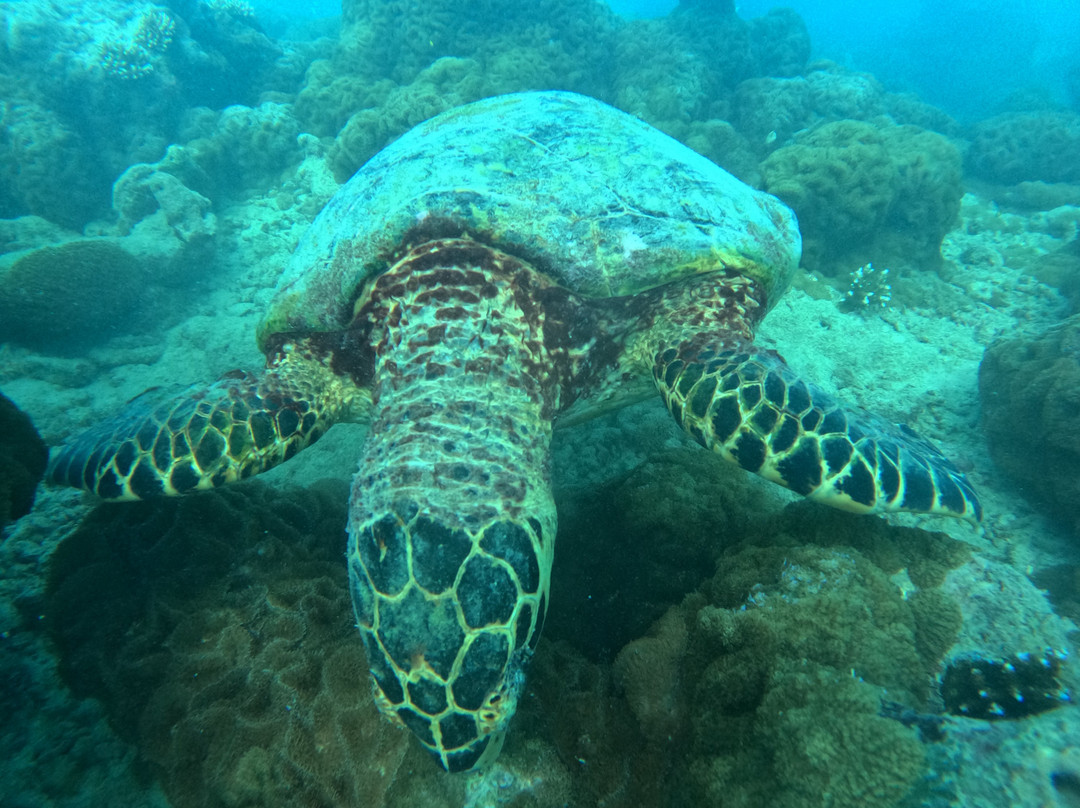 Dive Tribe-Neil Island必去景点