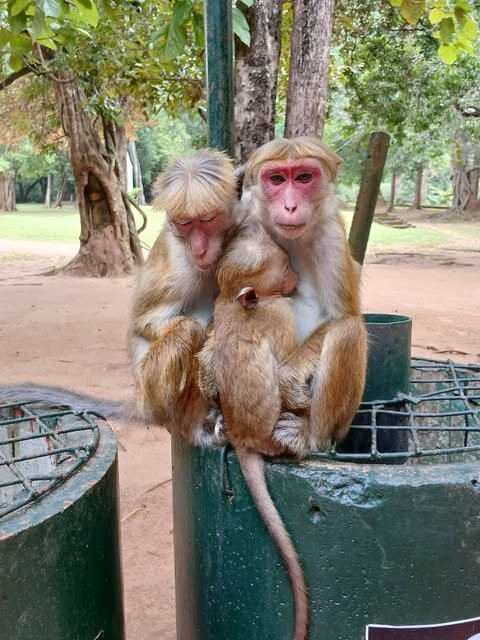 Mahaweli Tours & Holidays-Kandana必去景点