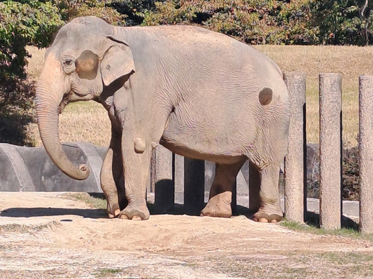 Chiba Zoological Park-千叶市必去景点