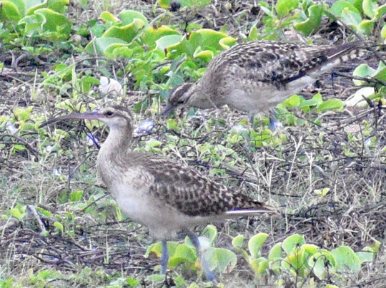 Hawaii Bird Tours-瓦胡岛必去景点