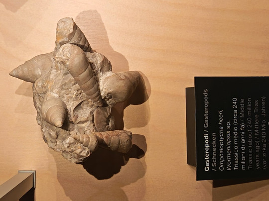 Geological Museum of the Dolomites-普雷达佐必去景点