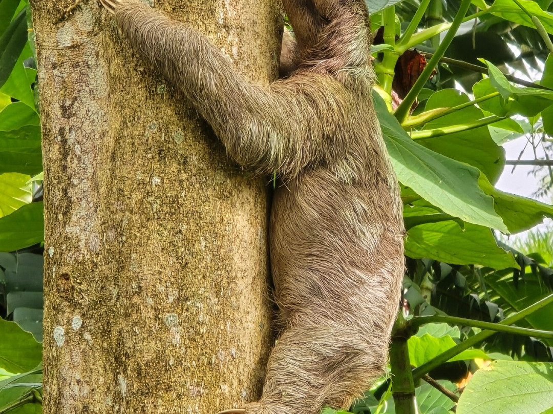 Sloths Paradise Rainforest-Bijagua de Upala必去景点