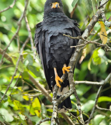 Picolina Tours-德雷克湾必去景点