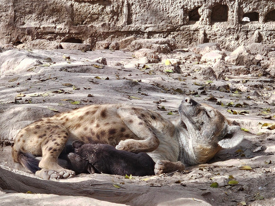 Abuko Nature Reserve-班竹必去景点
