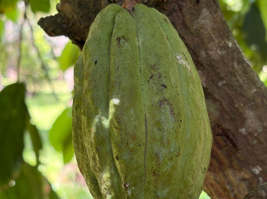 Bwa Mzee Spice Farm-基万嘎必去景点