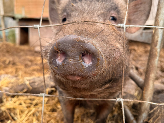 Woodlands Alpaca Farm-沃灵顿必去景点