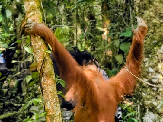 Sumatra Orangutan Explore-武吉拉旺必去景点