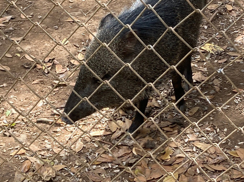 Congo Canopy Tours-Artola必去景点