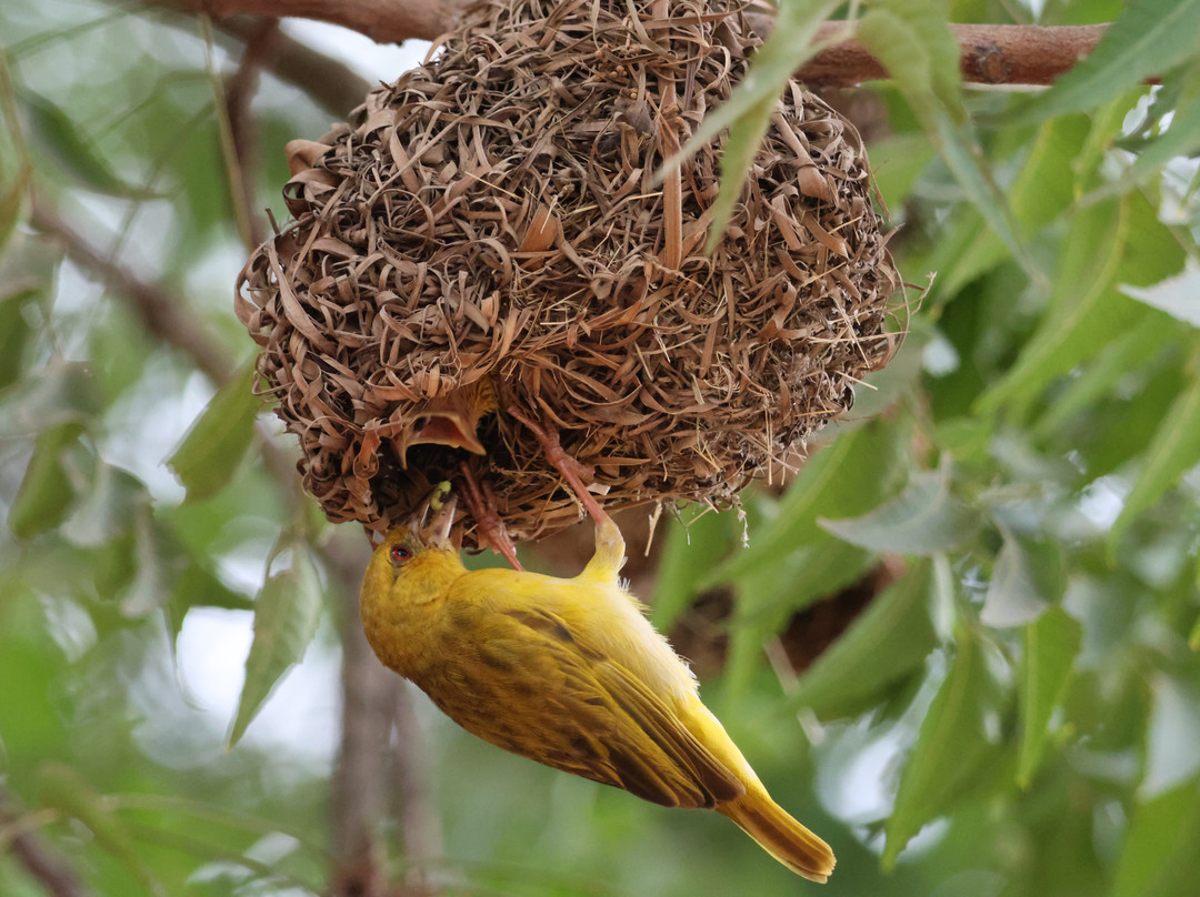 Birdwatching Zanzibar-桑给巴尔市必去景点