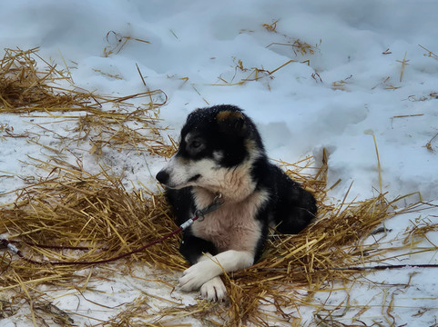 Trysil Husky-Torberget必去景点
